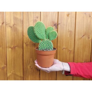 Opuncia (Opuntia microdasys) - výška 10-15 cm, kont. C1L
